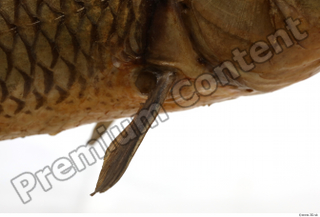 Common chub Squalius cephalus belly fin 0003.jpg